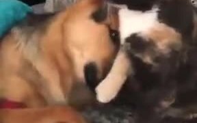 Cute Doggo Asks For Licks From Catto