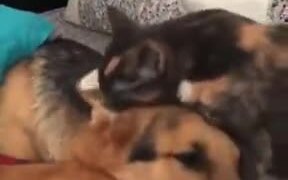 Cute Doggo Asks For Licks From Catto - Animals - VIDEOTIME.COM