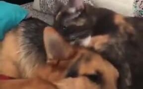 Cute Doggo Asks For Licks From Catto - Animals - VIDEOTIME.COM