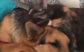 Cute Doggo Asks For Licks From Catto - Animals - Videotime.com