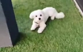 The Cutest Doggo - Animals - VIDEOTIME.COM