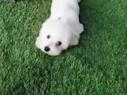 The Cutest Doggo