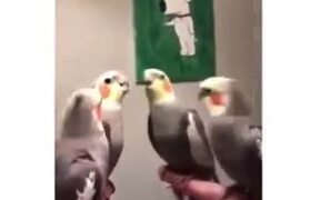 Choreographed Dance By Parrots - Animals - VIDEOTIME.COM