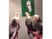 Choreographed Dance By Parrots