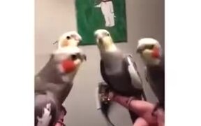 Choreographed Dance By Parrots - Animals - VIDEOTIME.COM