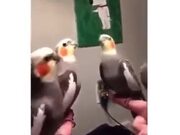 Choreographed Dance By Parrots