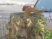 A Squirrel In Its Tree Stump Apartment