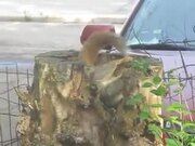 A Squirrel In Its Tree Stump Apartment