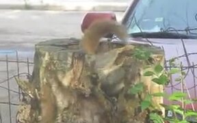 A Squirrel In Its Tree Stump Apartment - Animals - VIDEOTIME.COM