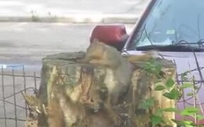 A Squirrel In Its Tree Stump Apartment - Animals - VIDEOTIME.COM
