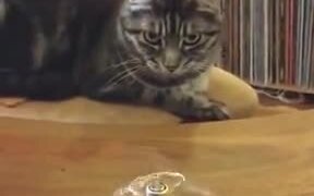 Cat Is Amazed By Physics - Animals - VIDEOTIME.COM