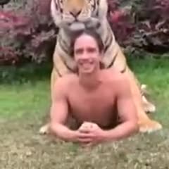 All His Friends Are Tigers