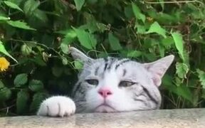 Catto Is Not Having A Good Day - Animals - VIDEOTIME.COM