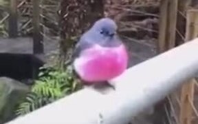 What A Pretty Pink Robin - Animals - VIDEOTIME.COM