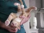 Cat Loves Being Upside Down