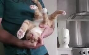 Cat Loves Being Upside Down - Animals - VIDEOTIME.COM