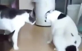 I'm Gonna Just Watch You Guys Fight - Animals - VIDEOTIME.COM