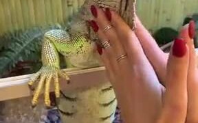 Huge Iguana Loves A Massage - Animals - VIDEOTIME.COM