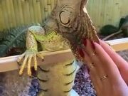 Huge Iguana Loves A Massage