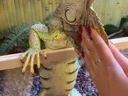 Huge Iguana Loves A Massage