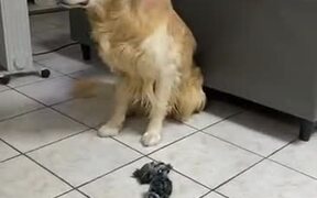 The Golden Retriever Only Wants Pets - Animals - VIDEOTIME.COM