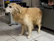 The Golden Retriever Only Wants Pets