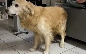The Golden Retriever Only Wants Pets - Animals - VIDEOTIME.COM