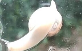The Tiny Heart Of A Snail Beating Away - Animals - VIDEOTIME.COM