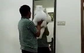 Dads After Buying Pets They Never Wanted - Animals - VIDEOTIME.COM