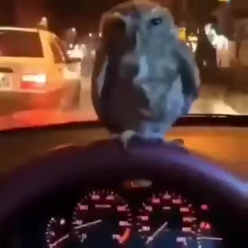 The Best Gimbal Ever, An Owl