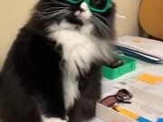 Cat Needs Glasses For Better Handshakes