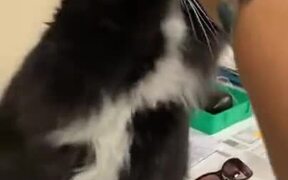 Cat Needs Glasses For Better Handshakes - Animals - VIDEOTIME.COM