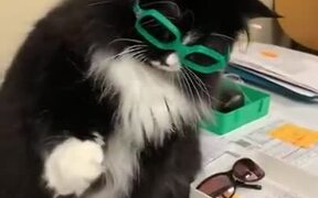 Cat Needs Glasses For Better Handshakes - Animals - VIDEOTIME.COM