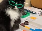 Cat Needs Glasses For Better Handshakes