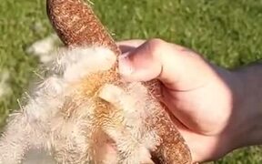 Cattail Fluffs In Slow Motion - Fun - VIDEOTIME.COM