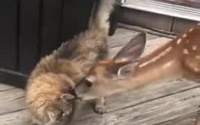 Deer And Cat Are Really Good Friends - Animals - VIDEOTIME.COM