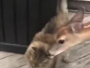 Deer And Cat Are Really Good Friends