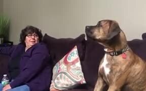 What Is This Doggo Saying? - Animals - VIDEOTIME.COM