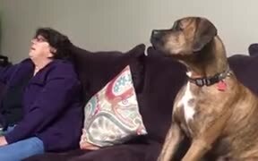 What Is This Doggo Saying? - Animals - VIDEOTIME.COM