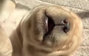 This Newborn Puppy Is The Definition Of Cuteness - Animals - VIDEOTIME.COM