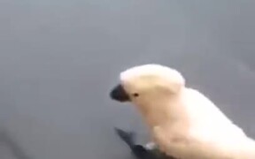 Cockatoo Has Been Around Dogs A Bit Too Much - Animals - VIDEOTIME.COM