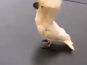 Cockatoo Has Been Around Dogs A Bit Too Much