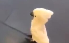Cockatoo Has Been Around Dogs A Bit Too Much - Animals - VIDEOTIME.COM