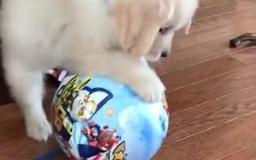 What A Cute Little Puppy - Animals - VIDEOTIME.COM