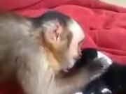Cute Monkey Meets The Puppies For The First Time