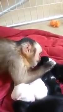 Cute Monkey Meets The Puppies For The First Time