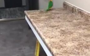 Is This A Bird Or A Toy? - Animals - VIDEOTIME.COM