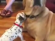 Doggo Confused About The New Puppy