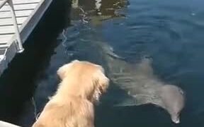 Golden Retriever And Dolphin Meet - Animals - VIDEOTIME.COM