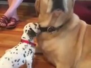 Doggo Confused About The New Puppy